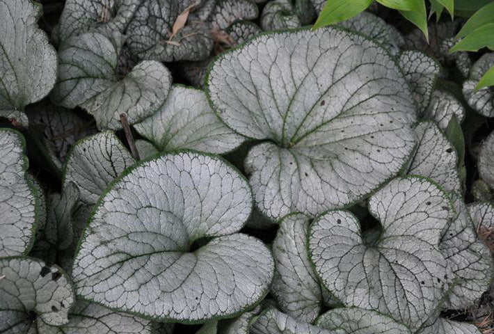 Silver Heart Siberian Bugloss (Brunnera macrophylla 'Silver Heart') - 1 gallon
