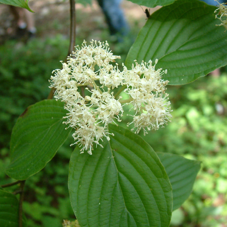 Pagoda Dogwood (Cornus alternifolia) - 3 gallon 36"