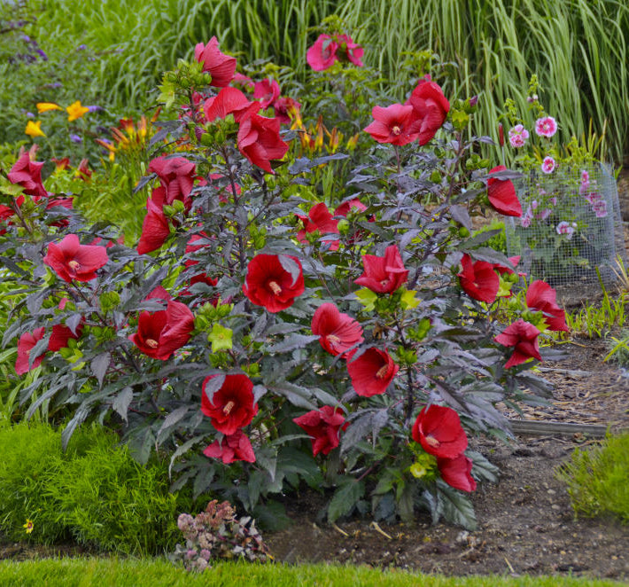 Midnight Marvel Rose Mallow (Hibiscus moscheutos 'Midnight Marvel') - 1 gallon