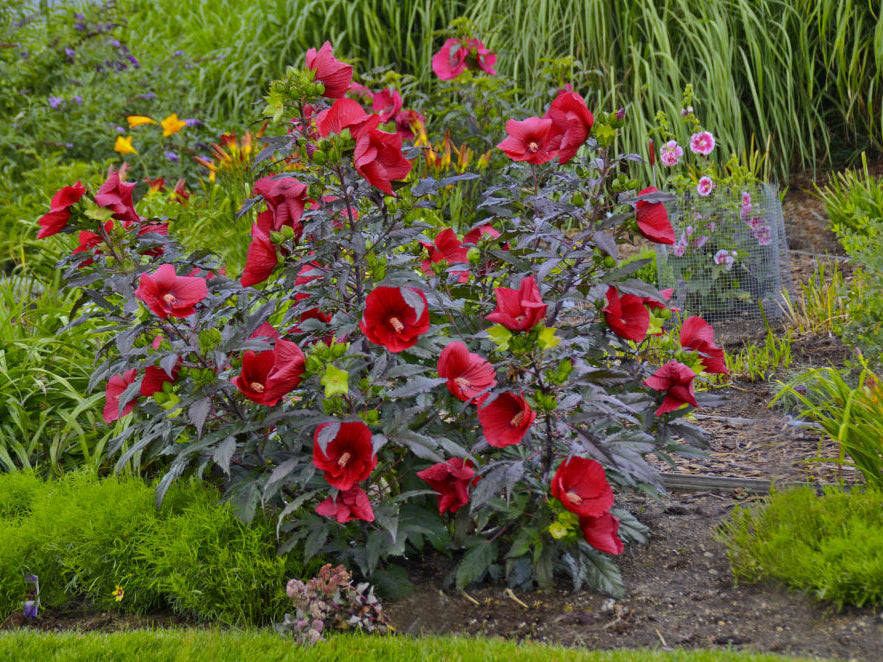 Midnight Marvel Rose Mallow (Hibiscus moscheutos 'Midnight Marvel') - 1 gallon