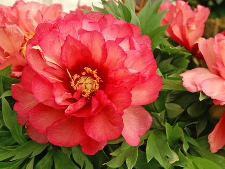 Julia Rose Itoh Peony (Paeonia x 'Julia Rose') - 2 gallon