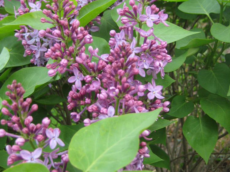 Prairie Petite Lilac (Syringa vulgaris 'Prairie Petite') - 2 gallon 10"