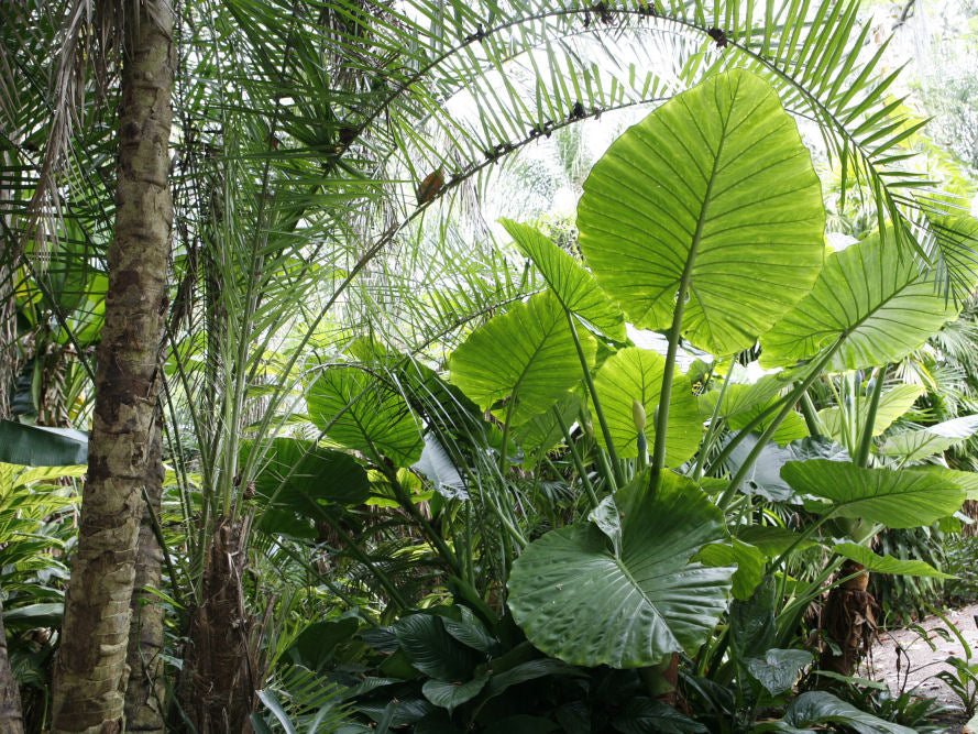 Persian Palm (Alocasia calidora) - 1 gallon