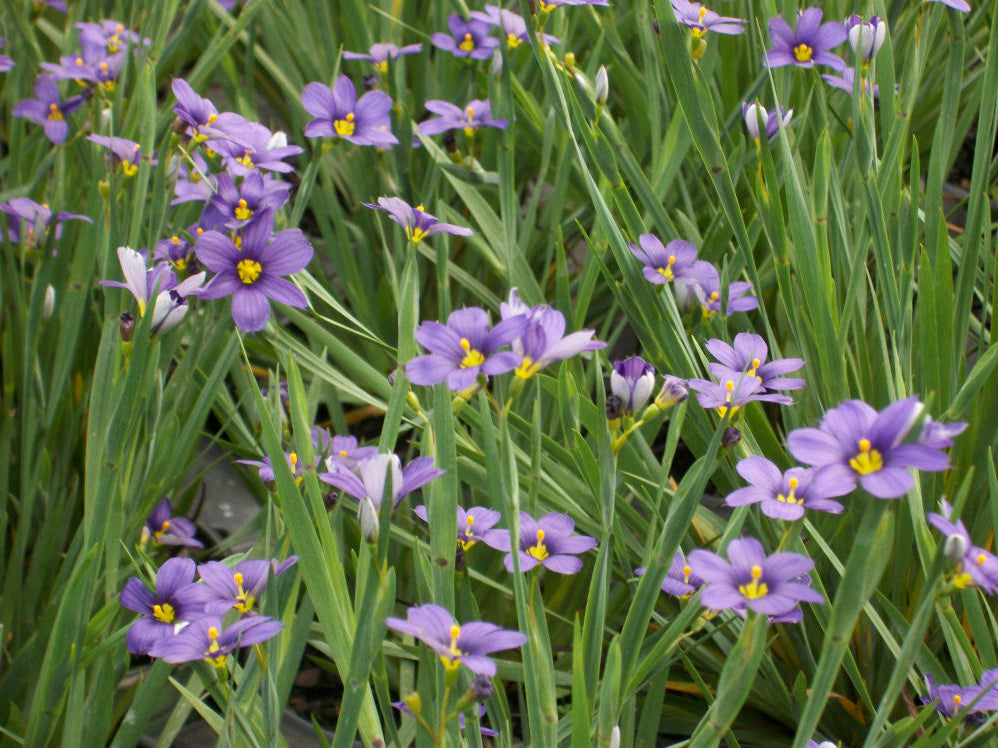 Lucerne Blue Eyed Grass (Sisyrinchium angustifolium 'Lucerne') - 1 gallon