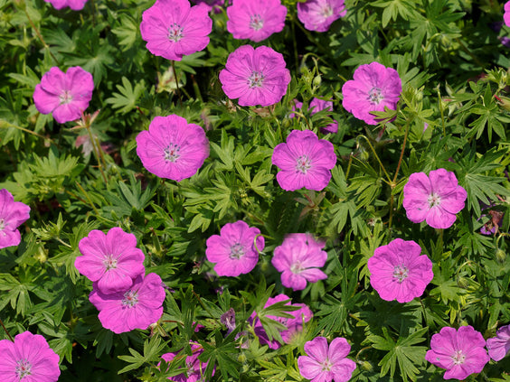Max Frei Cranesbill (Geranium sanguineum 'Max Frei') - 1 gallon