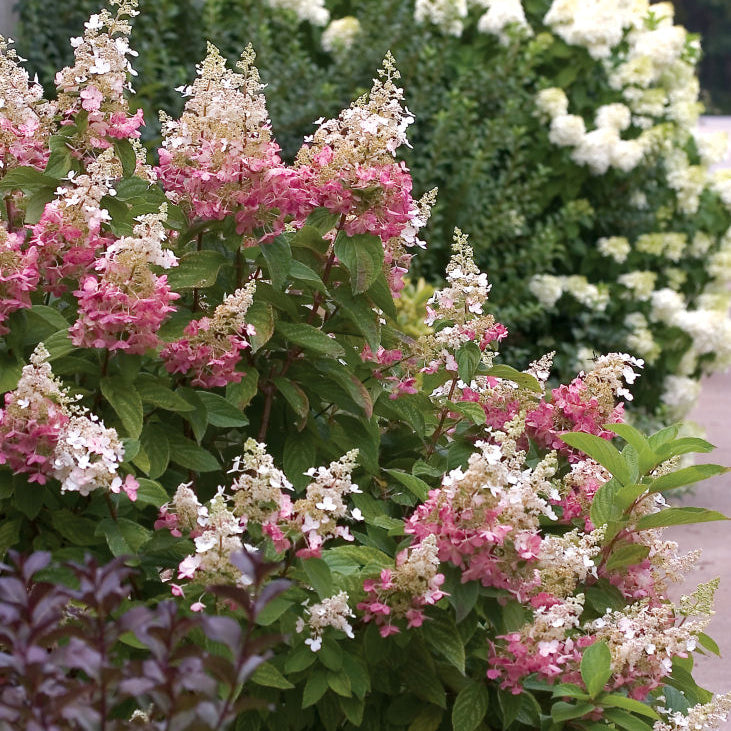 Pinky Winky® Panicle Hydrangea (Hydrangea paniculata 'DVPpinky') - 1 gallon