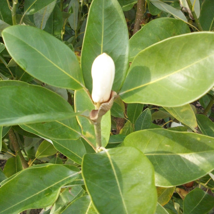 Moonglow® Sweetbay Magnolia (Magnolia virginiana 'Jim Wilson') - 3 gallon 36"