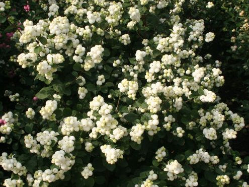 Magical® Avalanche Coralberry (Symphoricarpos doornsbosii ‘Kolmava’) - 3 gallon 15"