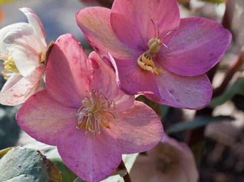 Pink Frost Lenten Rose (Helleborus 'Pink Frost') - 1 gallon