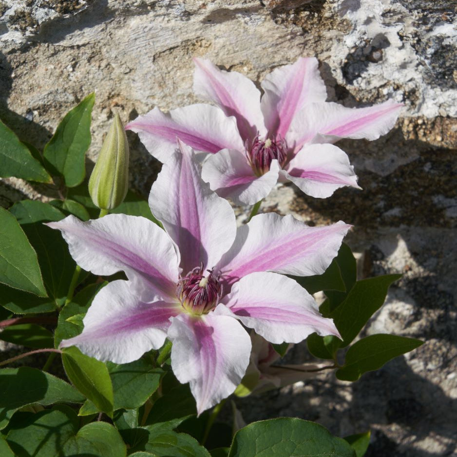 Ithemba™ Clematis (Clematis ithemba) - half gallon
