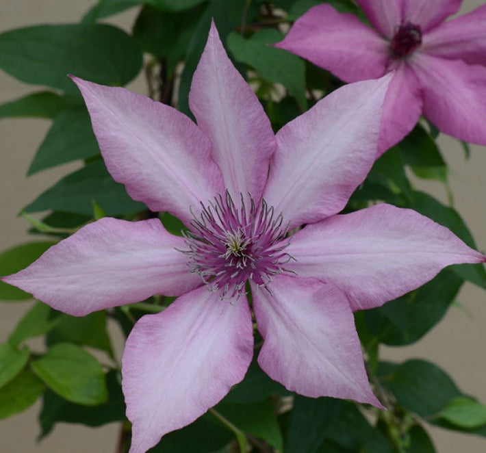 Giselle™ Clematis (Clematis giselle) - 1 gallon