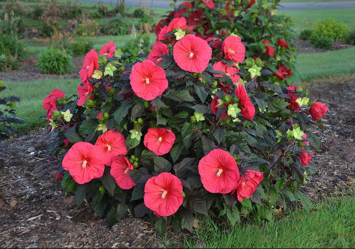 Mars Madness Rose Mallow (Hibiscus mars 'Madness') - 2 gallon