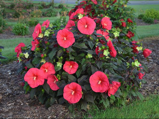 Mars Madness Rose Mallow (Hibiscus mars 'Madness') - 2 gallon