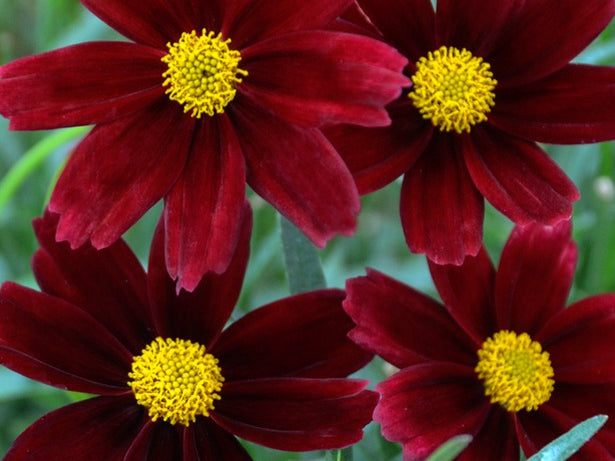 Li’l Bang™ Red Elf Tickseed (Coreopsis x 'Lil Bang Red Elf') - 1 gallon