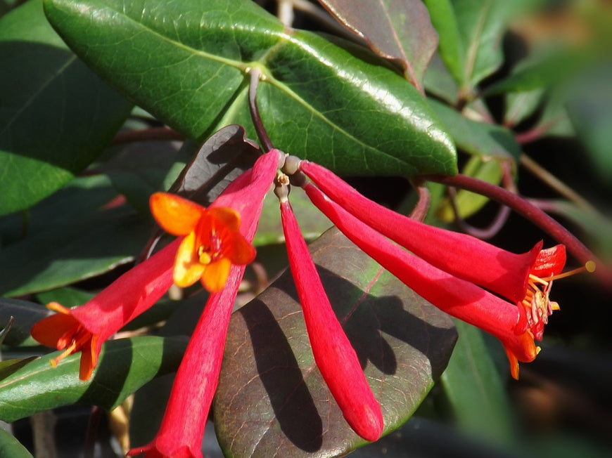 Major Wheeler Honeysuckle (Lonicera sempervirens 'Major Wheeler') - 2 gallon
