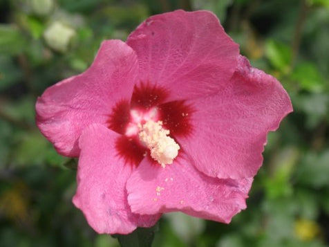 Lil' Kim® Red Rose of Sharon (Hibiscus syriacus 'Lil Kim Red') - 2 gallon