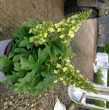 Jetstream™ Hydrangea (Hydrangea quercifolia 'Jetstream') - 3 gallon