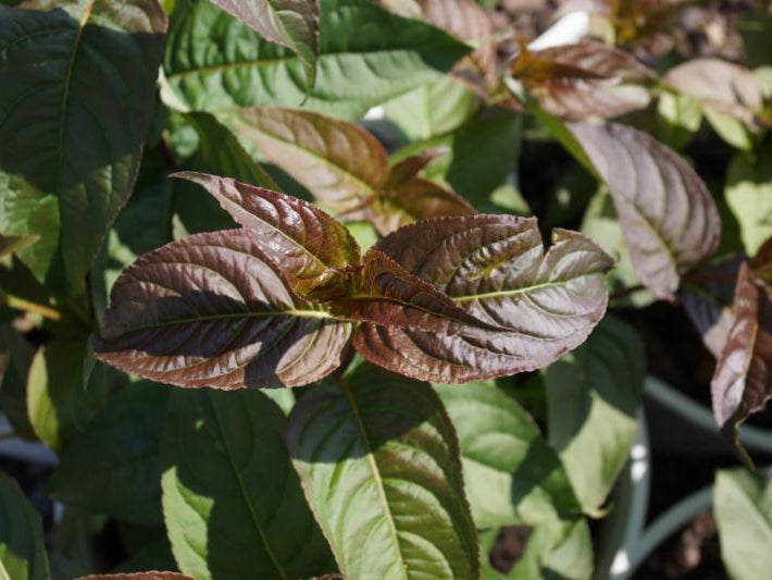 Kodiak® Black Diervilla (Diervilla sessilifolia 'Kodiak Black') - 3 gallon 12"