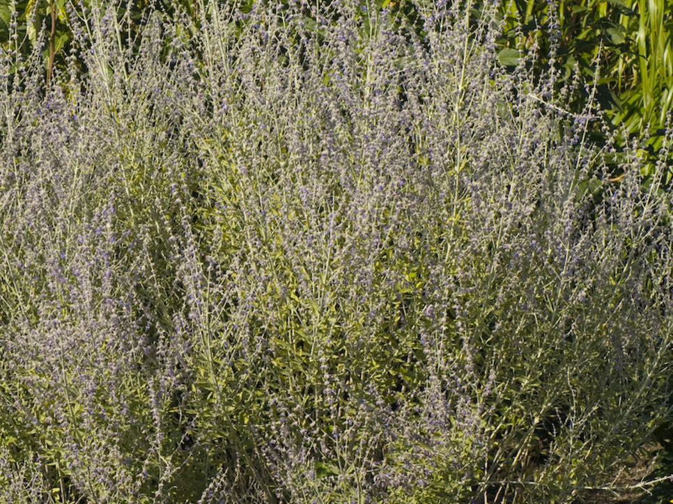 Little Spires Russian Sage (Perovskia atriplicifolia 'Little Spires') - QT