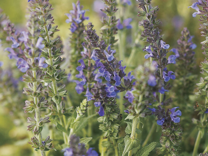 Marcus™ Meadow Sage (Salvia x 'Marcus') - QT
