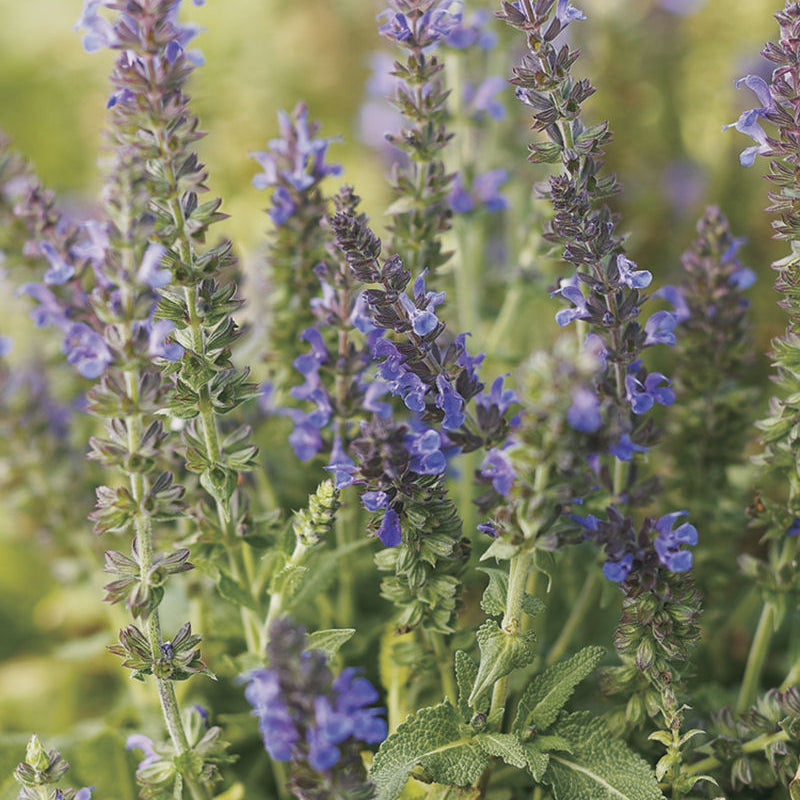 Marcus™ Meadow Sage (Salvia x 'Marcus') - QT