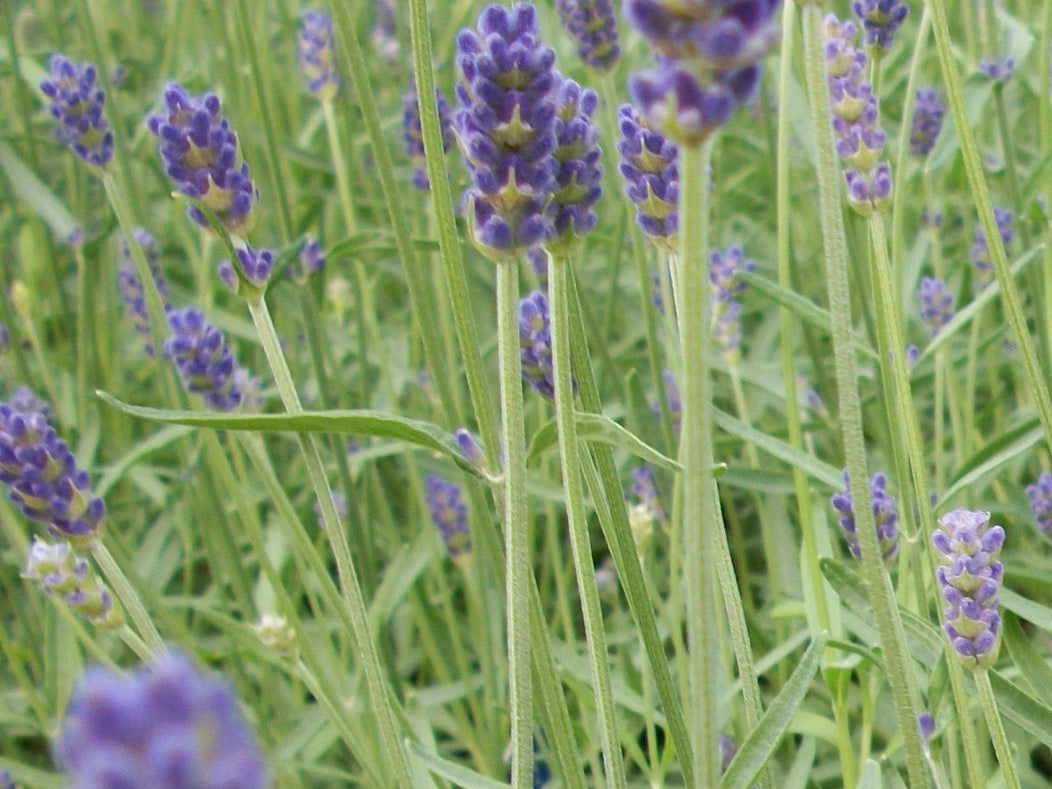 Provence Lavender (Lavandula x 'Provence') - QT