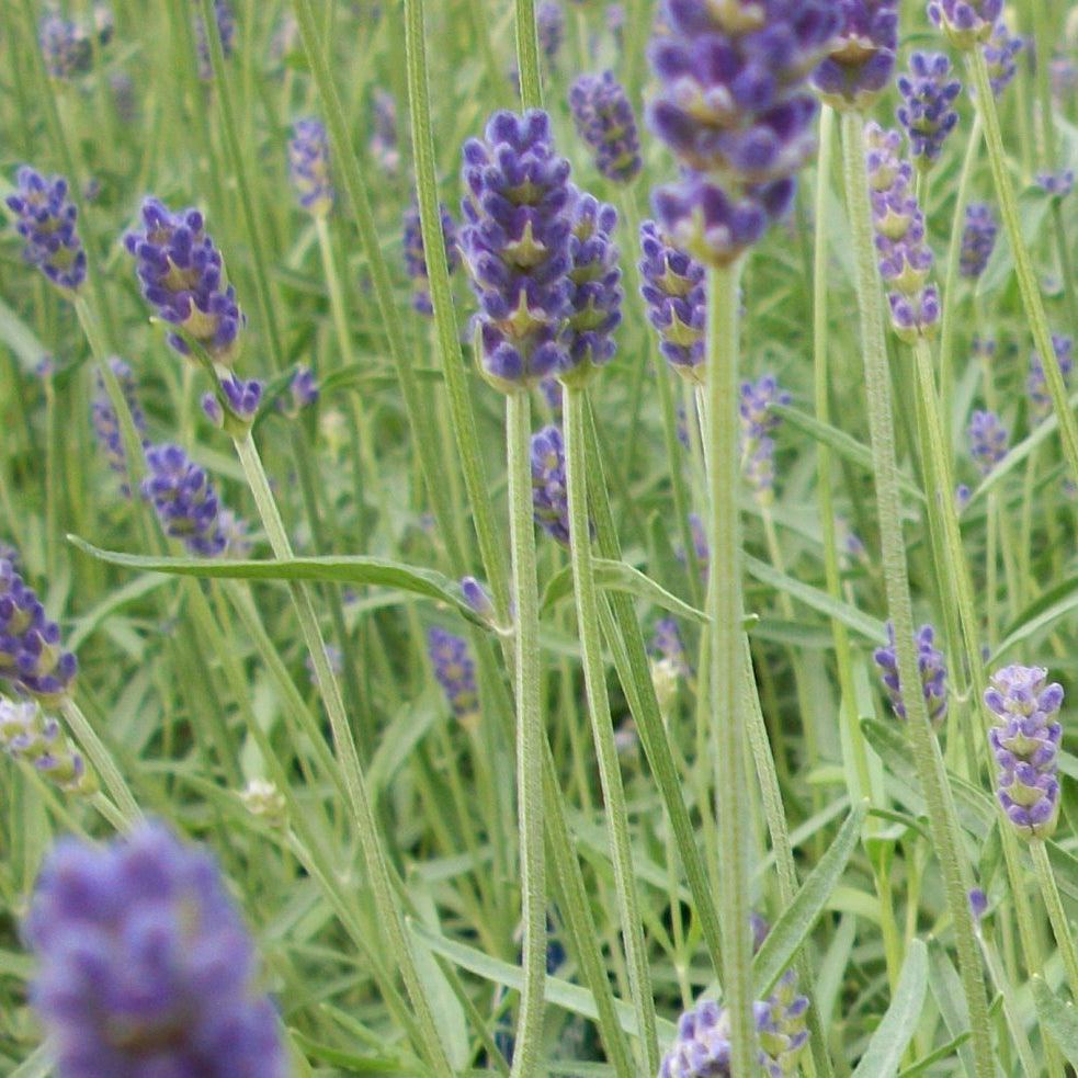 Provence Lavender (Lavandula x 'Provence') - QT