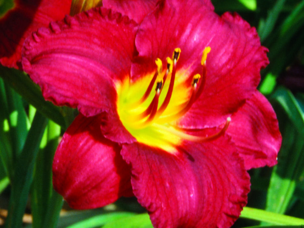 Pardon Me Daylily (Hemerocallis pardon 'Pardon Me') - QT