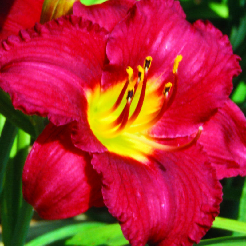 Pardon Me Daylily (Hemerocallis pardon 'Pardon Me') - QT