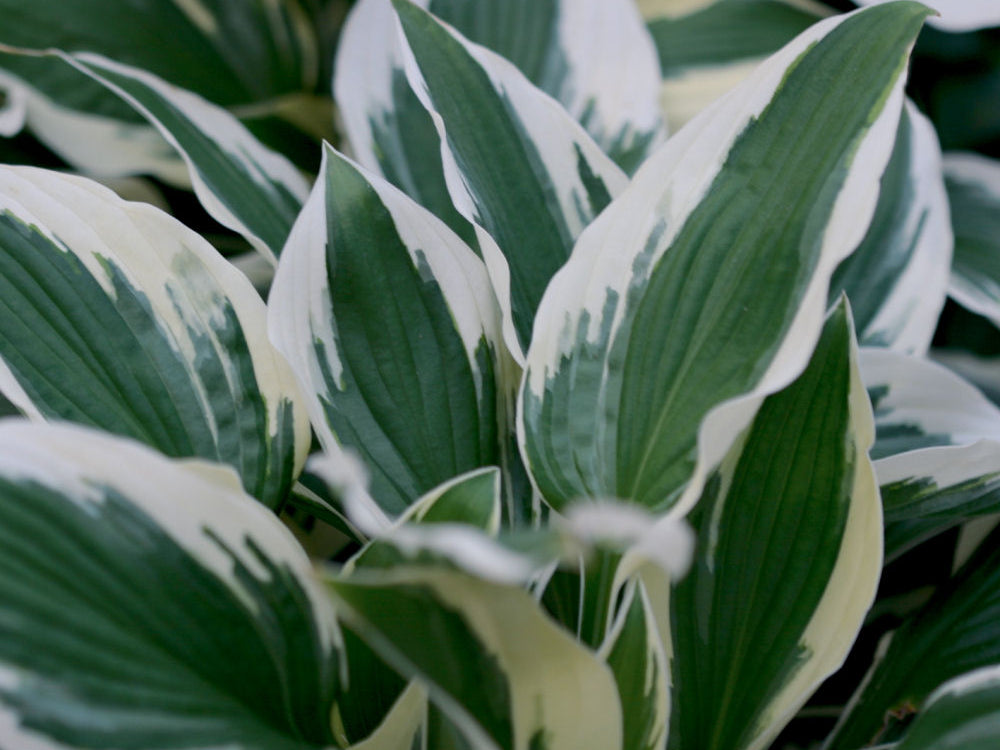 Patriot Plantain Lily (Hosta patriot 'Patriot') - QT