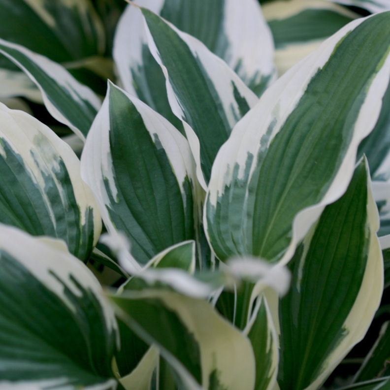 Patriot Plantain Lily (Hosta patriot 'Patriot') - QT
