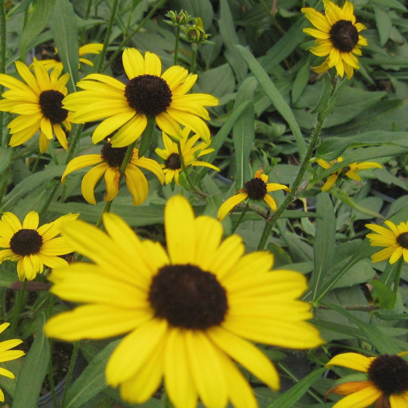 Little Suzy Black-Eyed Susan (Rudbeckia fulgida 'Little Suzy') - QT