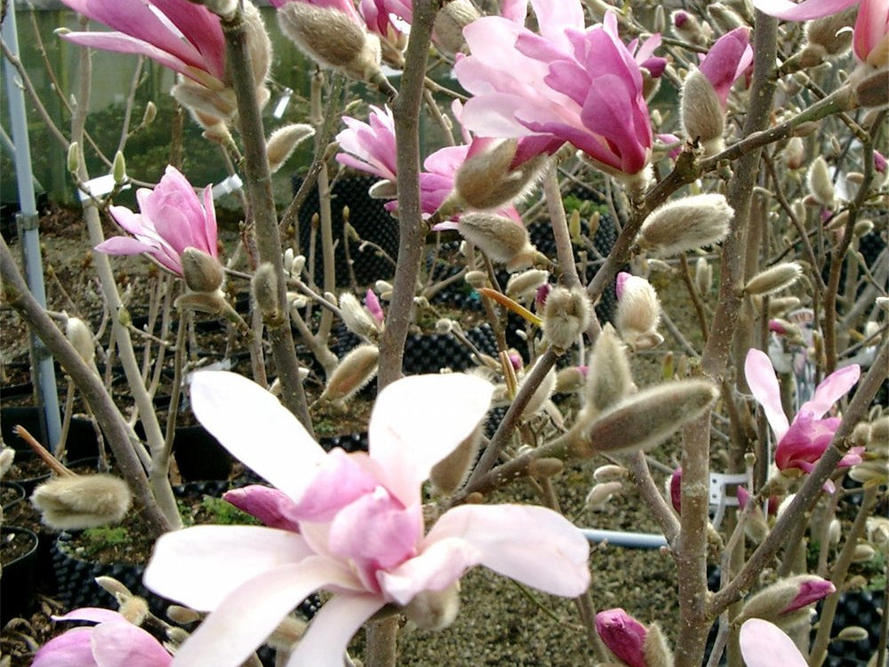 Leonard Messel Magnolia (Magnolia x loebneri 'Leonard Messel') - 3 gallon 24"
