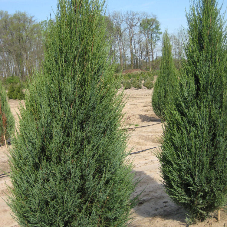 Skyrocket Juniper (Juniperus scopulorum 'Skyrocket') - 1 gallon 8"