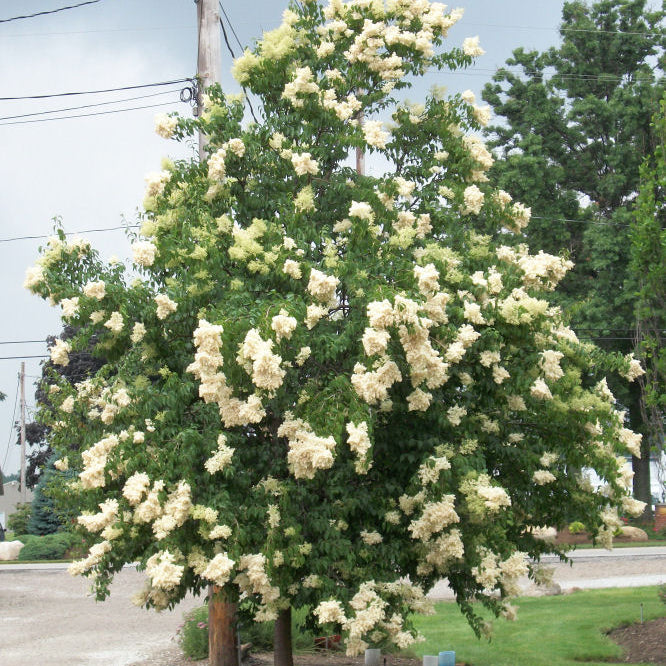 Ivory Silk Japanese Tree Lilac (Syringa reticulata 'Ivory Silk') - 3 gallon 48"
