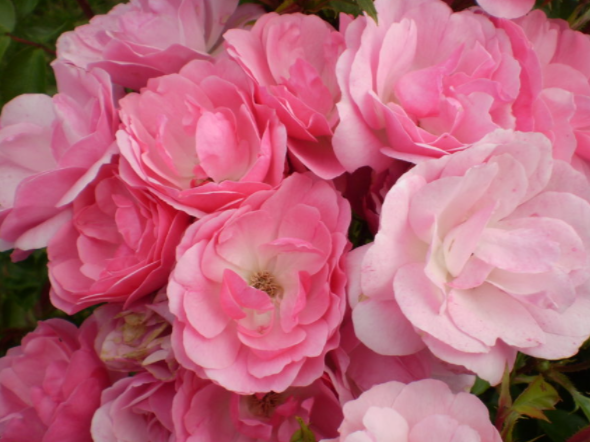 Pinktopia Rose (Rosa E.E 'Pinktopia') - 2 gallon
