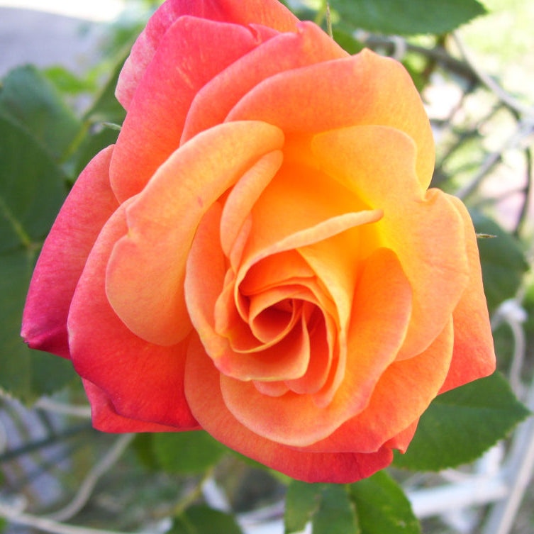 Joseph's Coat Climbing Rose (Rosa CL 'Joseph's Coat') - 3 gallon