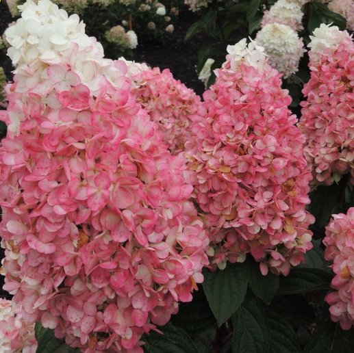 Magical® Ruby Snow Hydrangea (Hydrangea 'P Ruby Snow') - 1 gallon