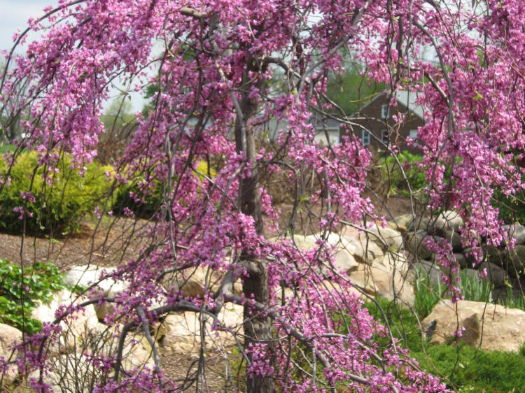 Lavender Twist™ Weeping Redbud (Cercis canadensis 'Covey') - 3 gallon