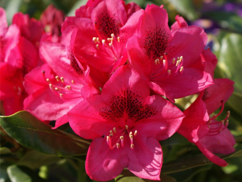 Nova Zembla Rhododendron (Rhododendron nova 'Nova Zembla') - 1 gallon 6"