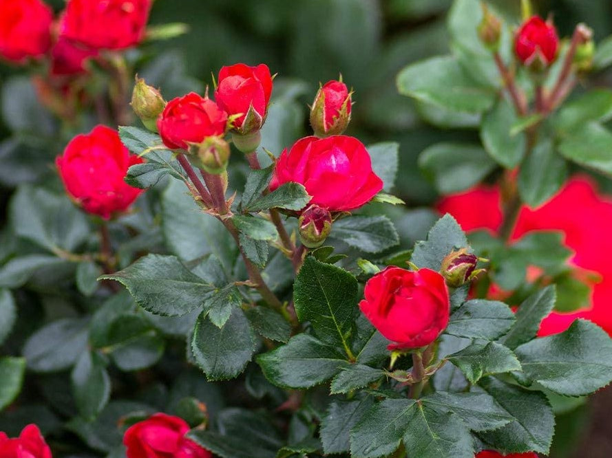 Petite Knock Out® Rose (Rosa K.O 'Petite') - QT