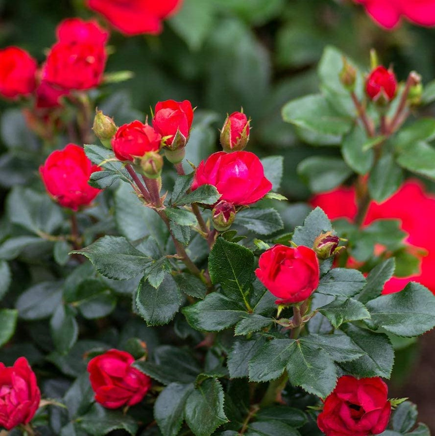 Petite Knock Out® Rose (Rosa K.O 'Petite') - QT