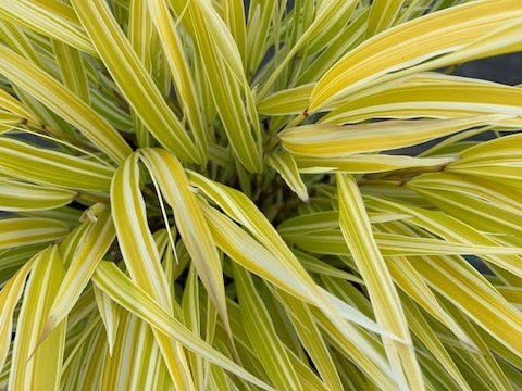 Lemon Zest™ Hakone Grass - Japanese Forest Grass (Hakonechloa macra 'HakBri1') - 1 gallon