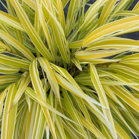Lemon Zest™ Hakone Grass - Japanese Forest Grass (Hakonechloa macra 'HakBri1') - 1 gallon