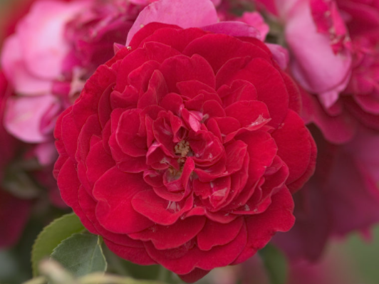 Paint the Town Rose (Rosa E.E 'Paint The Town') - 2 gallon