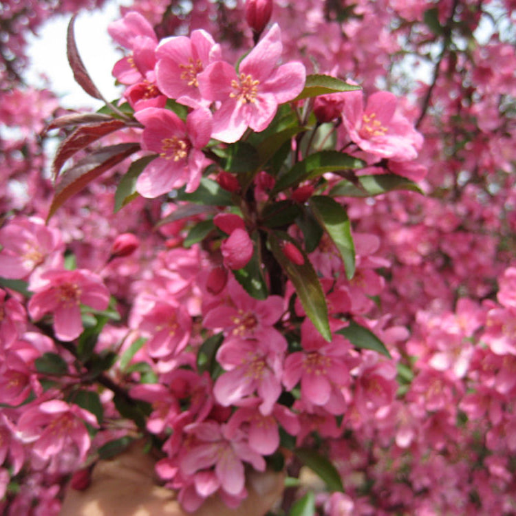 Prairifire Crabapple (Malus 'Prairifire') - 3 gallon 48"