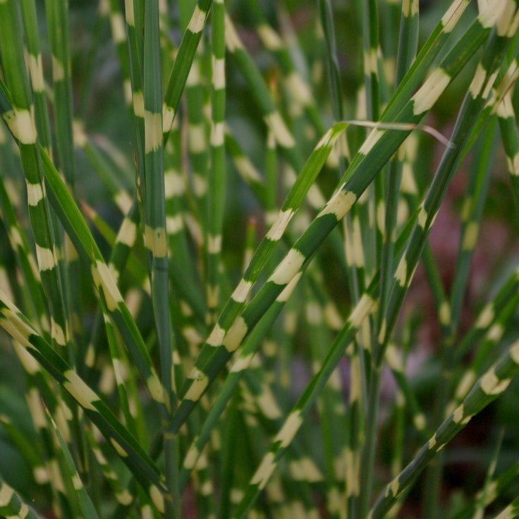 Little Zebra Maiden Grass (Miscanthus sinensis 'Little Nicky') - 1 gallon