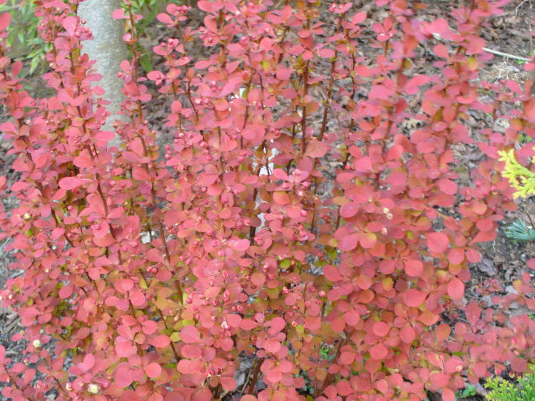 Orange Rocket Barberry (Berberis thunbergii 'Orange Rocket') - 1 gallon