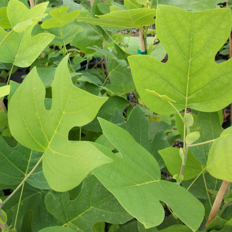 Tuliptree (Liriodendron tulipifera) - 3 gallon