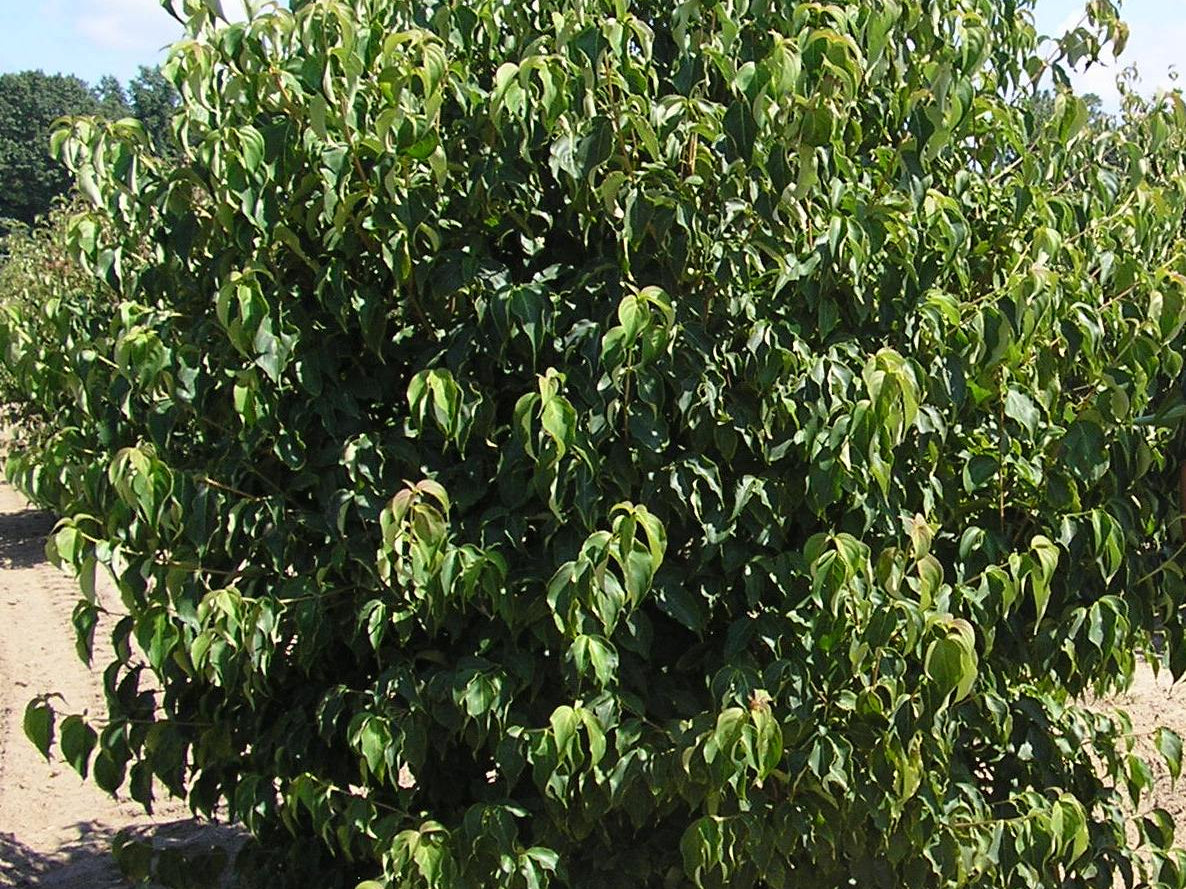 Kousa Dogwood (Cornus kousa var. chinensis 'Chinensis') - 1 gallon 24" TREE